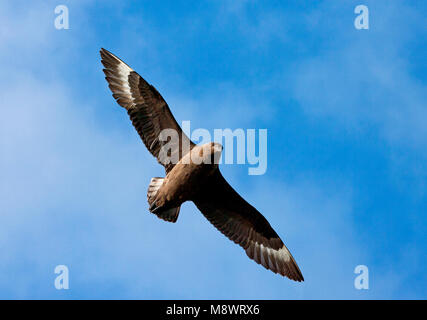 Subantarctische Grote Jager vliegend; Subantarctic Skua flying Stock Photo