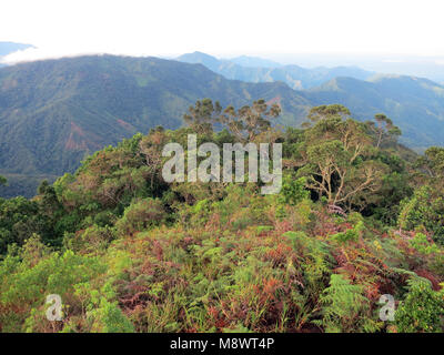Nevelwoud / cloud forest; Santa Marta Mountains, Sierra Nevada, Colombia Stock Photo