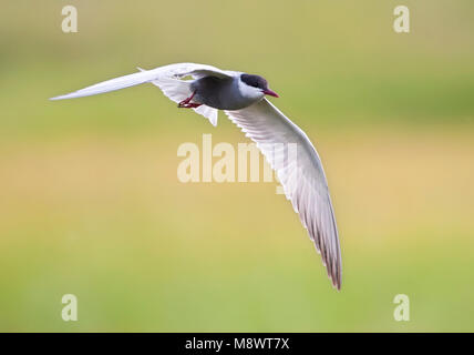 Witwangstern; Whiskered Tern; Chlidonias hybrida Stock Photo