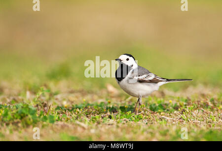 Witte kwikstaart volwassen; White Wagtail adult Stock Photo