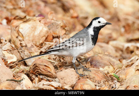 Witte kwikstaart, White Wagtail, Stock Photo