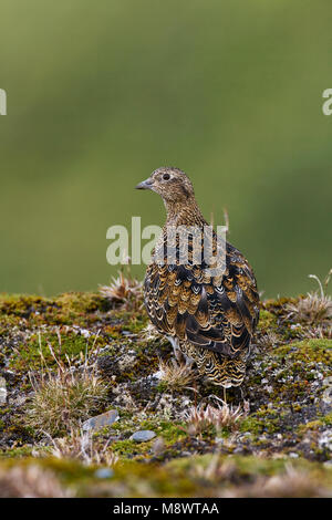 Witbuikkwartelsnip; White-bellied Seedsnipe Stock Photo