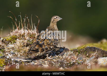 Witbuikkwartelsnip; White-bellied Seedsnipe Stock Photo