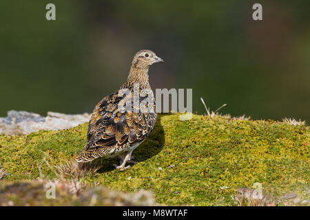 Witbuikkwartelsnip; White-bellied Seedsnipe Stock Photo