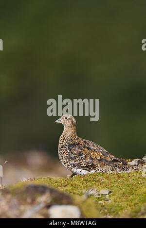 Witbuikkwartelsnip; White-bellied Seedsnipe Stock Photo