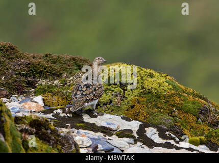 Witbuikkwartelsnip; White-bellied Seedsnipe Stock Photo