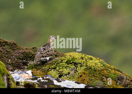 Witbuikkwartelsnip; White-bellied Seedsnipe Stock Photo