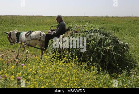 Jabalia, Gaza Strip, Palestinian Territory. 20th Mar, 2018. A Palestinian man rides a donkey cart past mustard flowers in Gaza City March 20, 2018 Credit: Ashraf Amra/APA Images/ZUMA Wire/Alamy Live News Stock Photo