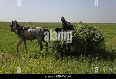 Jabalia, Gaza Strip, Palestinian Territory. 20th Mar, 2018. A Palestinian man rides a donkey cart past mustard flowers in Gaza City March 20, 2018 Credit: Ashraf Amra/APA Images/ZUMA Wire/Alamy Live News Stock Photo