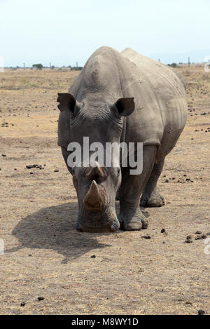 03 March 2018, Kenya, Nanyuki: The female southern white rhinoceros Tauwa standing in the wild animal reservation Ol Pejeta. Photo: Gioia Forster/dpa Stock Photo