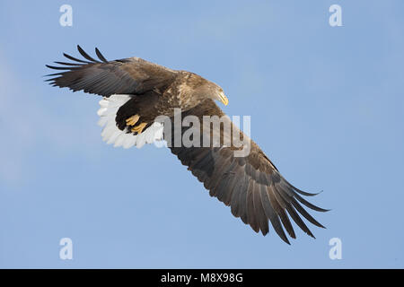 White-tailed Eagle flying; Zeearend vliegend Stock Photo - Alamy