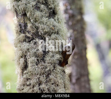Witkeelboomjager tegen stam met mos; White-throated Treerunner against mossy trunc Stock Photo