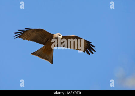 Geelsnavelwouw in de vlucht; Yellow-billed Kite in flight Stock Photo