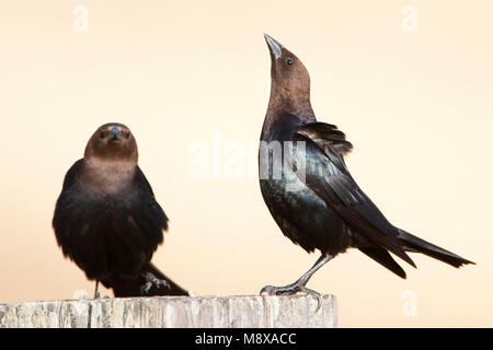 Baltsende Bruinkop Koevogel; Brown-headed Cowbird in display Stock Photo