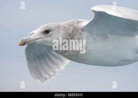 Volwassen Beringmeeuw in de vlucht; Adult Glaucous-winged Gull in flight Stock Photo