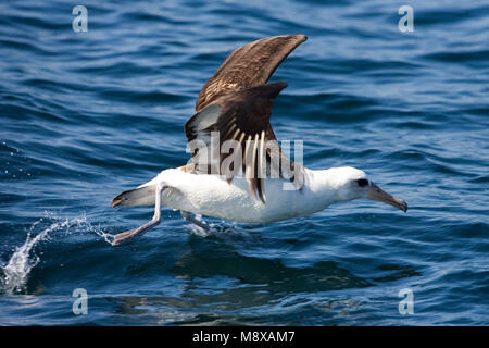 Volwassen Laysanalbatros in de vlucht; Adult Laysan Albatross in flight Stock Photo