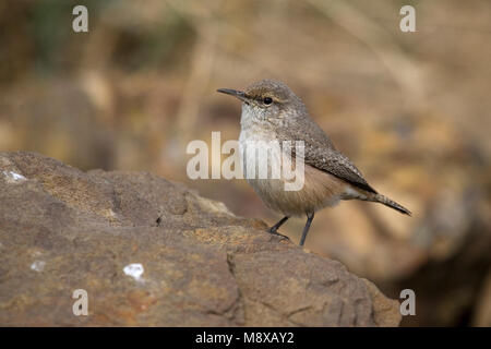 Rotswinterkoning zittend op een rots; Rock Wren perched on a rock Stock Photo