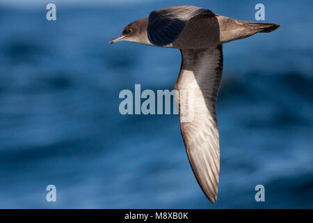 Dunbekpijlstormvogel in de vlucht; Short-tailed Shearwater in flight Stock Photo