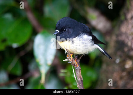 Tomtit, endemic bird species of New Zealand Stock Photo