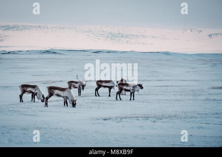 Icelandic reindeer grazing near the Glacier Lagoon in south east Iceland in its natural winter environment. Stock Photo