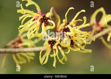 Winter flowers of Hamamelis x intermedia 'Pallida' witch hazel in an English garden, UK Stock Photo
