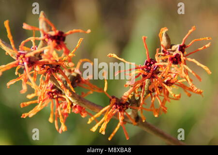 Hamamelis Aphrodite witch hazel. Winter flowers of Hamamelis x intermedia 'Aphrodite lit by January sunshine. UK Stock Photo