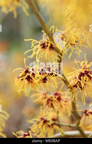 Winter flowers of Hamamelis x intermedia 'Glowing Embers' witch hazel, UK Stock Photo