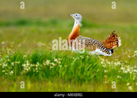 Great Bustard male during spring Stock Photo