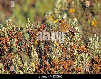 Purperbaardhelmkolibrie, Buffy Helmetcrest, Oxypogon stuebelii Stock Photo