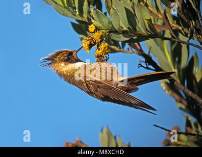 Purperbaardhelmkolibrie, Buffy Helmetcrest, Oxypogon stuebelii Stock Photo