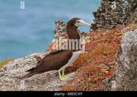 Bruine Gent zittend op rots, Brown Booby perched on rock Stock Photo