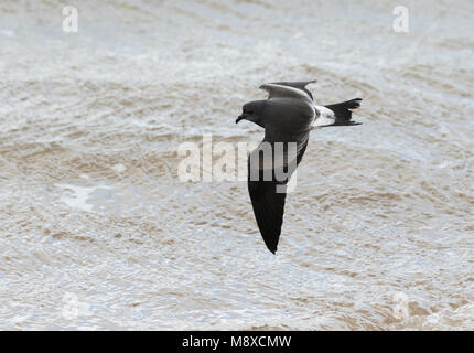Leach's Storm Petrel (Hydrobates leucorhoa) flying over an English beach during a severe storm Stock Photo