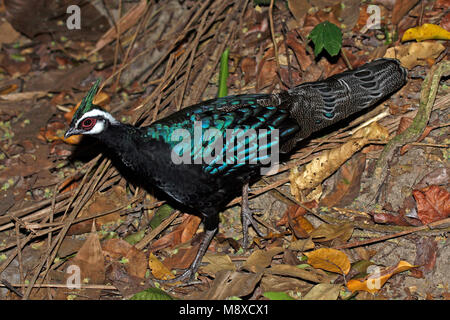 Mannetje Palawanspiegelpauw, Male Palawan Peacock-Pheasant Stock Photo