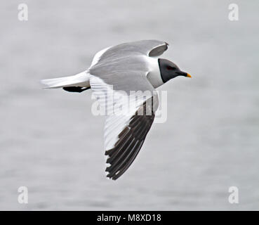 Vorkstaartmeeuw adult in vlucht; Sabines Gull adult in flight Stock Photo