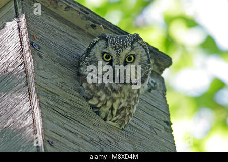 Ruigpootuil kijkt uit nestkast; Boreal Owl looking from nestbox Stock Photo