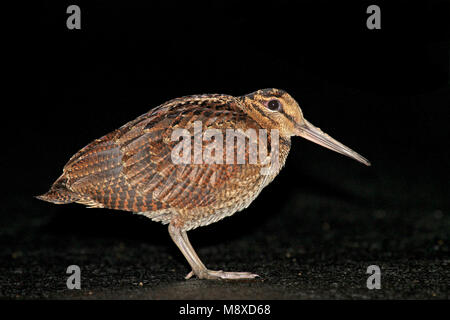 Amamihoutsnip in zit, Amami Woodcock perched Stock Photo