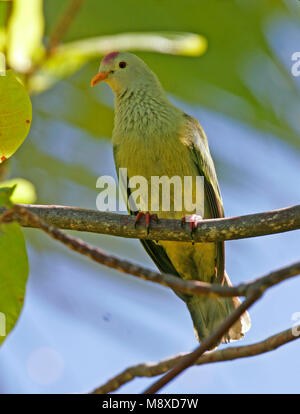 Tuamotujufferduif zittend op een tak, Atoll Fruit-Dove perched on a branch Stock Photo