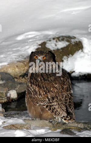 Blakiston-visuil, Blakiston's Fish-Owl, Bubo blakistoni Stock Photo