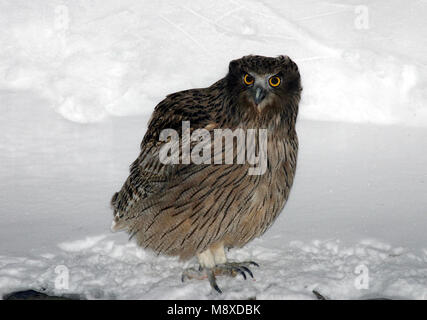 Blakiston-visuil, Blakiston's Fish-Owl, Bubo blakistoni Stock Photo