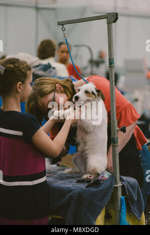 Celtic Classic Dog Show. 2018 A Jack Russel Terrier being groomed Stock Photo