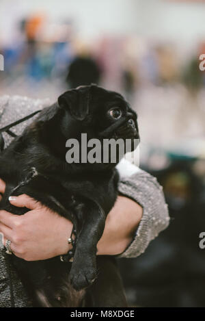 Celtic Classic Dog Show 2018 Pug being held before judging Stock Photo