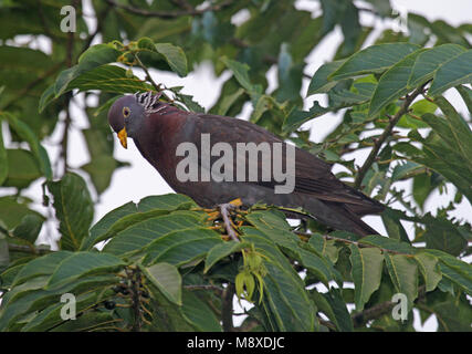 Comorenolijfduif, Comoro Olive-Pigeon, Columba pollenii Schlegel Stock Photo