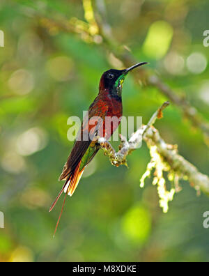 Topaaskolibrie zittend op een tak in een tropisch bos; Crimson Topaz (Topaza pella) perched on a branch Stock Photo