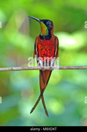 Topaaskolibrie zittend op een tak in een tropisch bos; Crimson Topaz (Topaza pella) perched on a branch Stock Photo