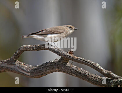 The jacky winter (Microeca fascinans) is a small grey-brown robin found commonly throughout Australia and also in Papua New Guinea. Stock Photo