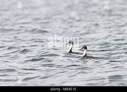 Junin Grebe (Podiceps taczanowskii) is found only on Lake Junin in the highlands of Junin, west-central Peru. The current population is estimated at l Stock Photo