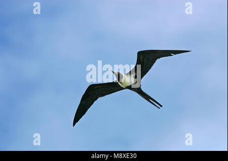 Vliegend vrouwtje Kleine Fregatvogel, Lesser Frigatebird female in flight Stock Photo