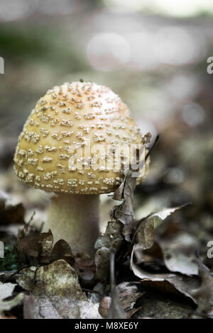 Poisonous mushroom blusher in forest leaves