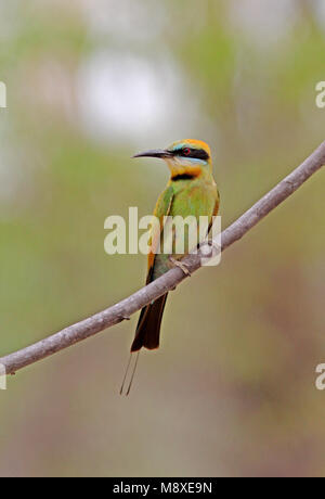 Regenboogbijeneter zittend op een tak, Rainbow Bee-eater perched on a branch Stock Photo