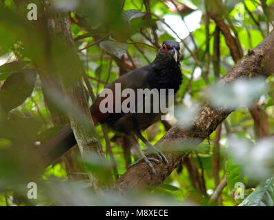 Roodvleugelgrondkoekoek, Rufous-winged Ground Cuckoo, Neomorphus rufipennis Stock Photo